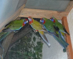 Ručně dokrmené-pyrura zelenolící a penant