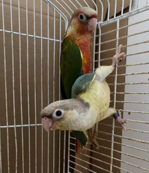 Ručně dokrmené-pyrura zelenolící a penant