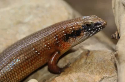 TRACHYLEPIS BREVICOLLIS (Somálsko)