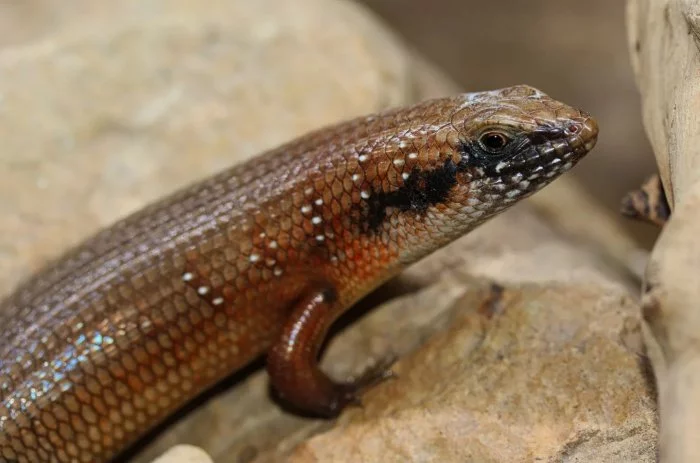 TRACHYLEPIS BREVICOLLIS (Somálsko)