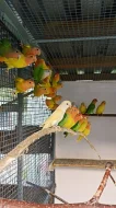 Agapornis ružovohrdly