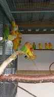 Agapornis ružovohrdly