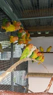 Agapornis ružovohrdly