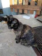 Daruji mladou kočičku do dobrých rukou