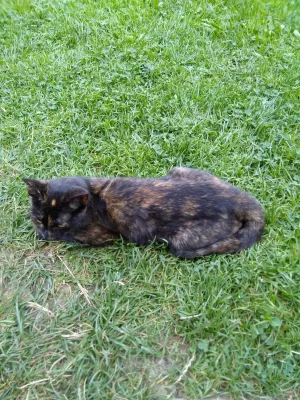 Daruji mladou kočičku do dobrých rukou