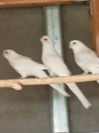 Rosela pestrá albino
