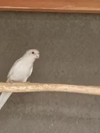 Rosela pestrá albino