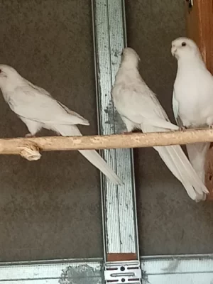 Rosela pestrá albino