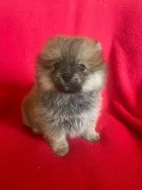 Pomeranian holka Chantal s PP
