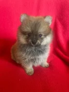 Pomeranian holka Chantal s PP