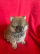Pomeranian holka Chantal s PP