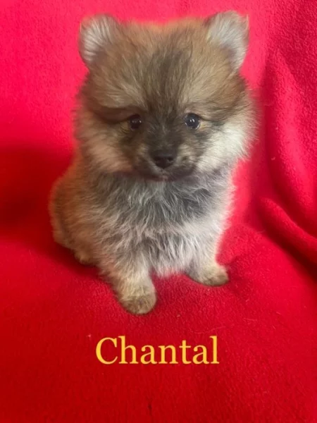 Pomeranian holka Chantal s PP