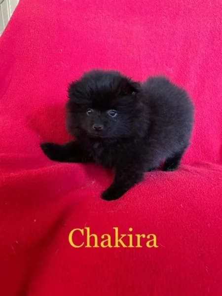 Pomeranian holka s PP