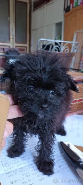 Pomapoo - Toy poodle kluk s PP