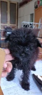 Pomapoo - Toy poodle kluk s PP