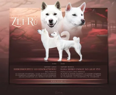 Kishu ( Goro bílý pes )
