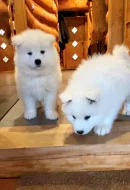 Samojed