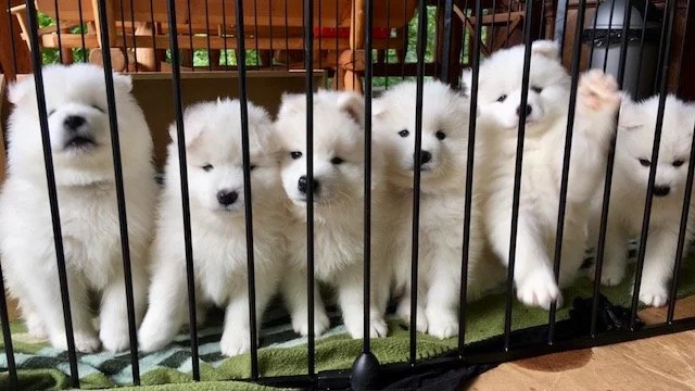 Samojed