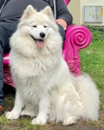 Samojed
