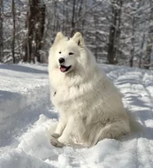 Samojed