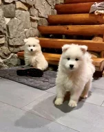 Samojed