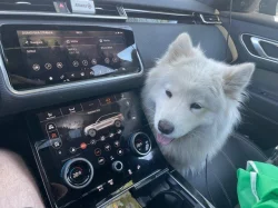 Samojed