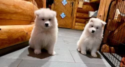Samojed