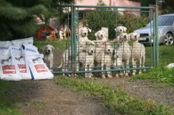 Argentinská doga