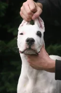 Argentinská doga
