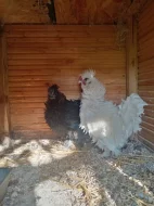 2 kohoutky hedvábničky zdrobnělé frizzle
