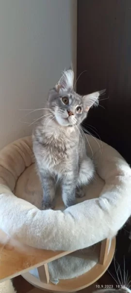 Mainská mývalí koťátka s PP