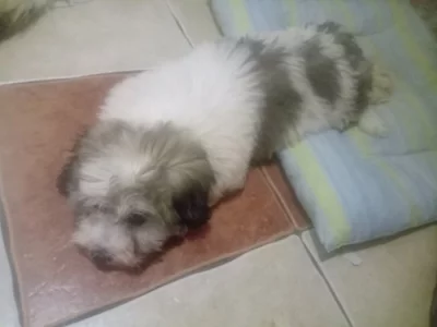 Coton de Tulear