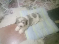 Coton de Tulear