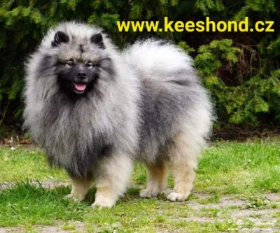 Vlčí špic Keeshond štěňata s PP