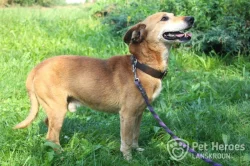pan Brokolička - pejsek k adopci