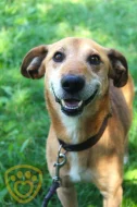 pan Brokolička - pejsek k adopci