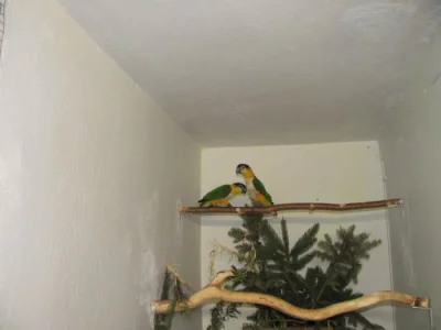 Amazónek