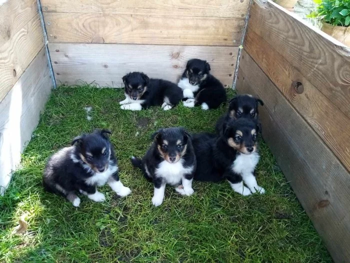 . prodám štěňata Sheltie