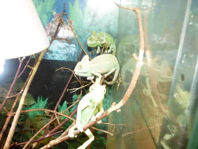Chameleon jemenský (Chamaeleo calyptratus)