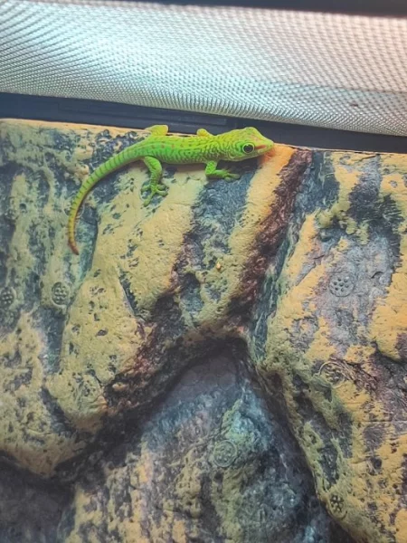 Prodávám 8 mláďat Felsumy madagascariensis grandis