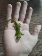 Prodávám 8 mláďat Felsumy madagascariensis grandis