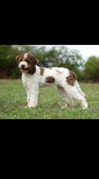Lagotto romagnolo