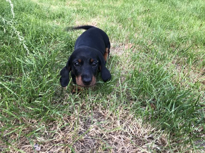 Prodám štěňata hladkosrstého jezevčíka černý s pálením