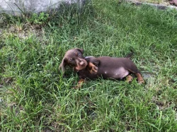 Prodám štěňata hladkosrstého jezevčíka černý s pálením