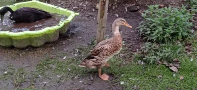 Kachničky indického běžce