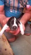 Štěňata Českého Fouska