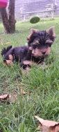 Jorkširský Terrier