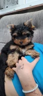 Jorkširský Terrier
