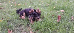 Jorkširský Terrier