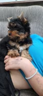 Jorkširský Terrier